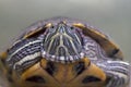 Portrait of a red-eared water turtle