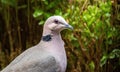 Portrait of a red-eyed dove Royalty Free Stock Photo