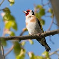 Portrait of goldfinch sitting on a tree branch Royalty Free Stock Photo