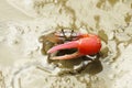 Portrait of a Red Fiddler Crab