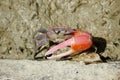 Portrait of a Red Fiddler Crab