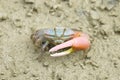 Portrait of a Red Fiddler Crab