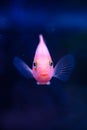 Portrait of pink fish with open mouth on blue background Surprised or amazed face closeup dof sharp focus space for text macro