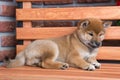 Portrait of red fluffy shiba inu puppy