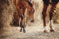 Portrait of a red foal with an asterisk on a forehead on the background of bales of hay