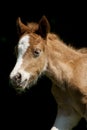 Portrait of the red foal pony with a white blaze Royalty Free Stock Photo