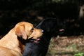 Portrait of red fox and black labrador retrievers