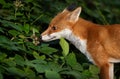 Portrait of a red fox cub eating blackberries in a forest Royalty Free Stock Photo