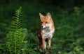 Portrait of a red fox cub in a forest Royalty Free Stock Photo