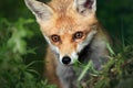 Portrait of a red fox cub in a meadow Royalty Free Stock Photo