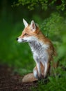 Portrait of a red fox cub sitting in a forest Royalty Free Stock Photo