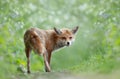 Portrait of a red fox cub standing in a meadow Royalty Free Stock Photo