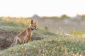 Portrait red fox cub Vulpes vulpes in the wild at his hole Royalty Free Stock Photo