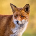 Portrait of Red Fox face