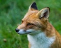 Portrait of a Red fox in the forest Royalty Free Stock Photo