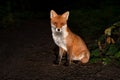 Portrait of a Red fox in a forest at night Royalty Free Stock Photo