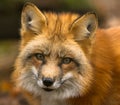 Portrait of a Red fox in the forest Royalty Free Stock Photo