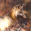 Portrait of red fox, genus vulpes, licking snout