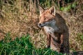 Portrait of a red fox Royalty Free Stock Photo