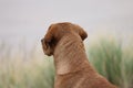 Portrait of Red Fox Labrador Retriever looking over the grass in the dunes Royalty Free Stock Photo