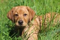 Portrait of Red Fox Labrador Retriever Pup in high grass