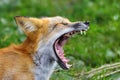 Portrait red fox in nature Royalty Free Stock Photo