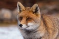Portrait Red fox in the snow Royalty Free Stock Photo