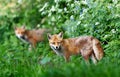 Portrait of a red fox standing in a meadow Royalty Free Stock Photo