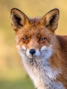 Portrait Red fox standing