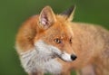 Portrait of a Red fox Vulpes vulpes against green background Royalty Free Stock Photo