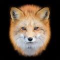 Portrait Red Fox, Vulpes vulpes, beautiful animal on black background Royalty Free Stock Photo