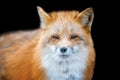 Portrait Red Fox, Vulpes vulpes, beautiful animal on black background Royalty Free Stock Photo