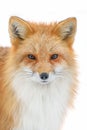 Portrait Red Fox, Vulpes vulpes, beautiful animal on white background Royalty Free Stock Photo