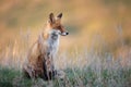 Portrait red fox Vulpes vulpes on a beautiful background Royalty Free Stock Photo