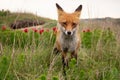 Portrait red fox Vulpes vulpes on a beautiful background Royalty Free Stock Photo