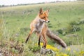 Portrait red fox Vulpes vulpes on a beautiful background Royalty Free Stock Photo