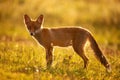 Portrait red fox Vulpes vulpes on a beautiful background Royalty Free Stock Photo