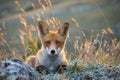 Portrait red fox Vulpes vulpes on a beautiful background Royalty Free Stock Photo