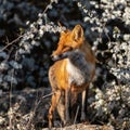 Portrait red fox Vulpes vulpes on a beautiful background Royalty Free Stock Photo