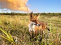 Portrait red fox Vulpes vulpes on a beautiful background Royalty Free Stock Photo