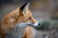 Portrait red fox, vulpes vulpes in forest. Close wild predators in natural environment Royalty Free Stock Photo