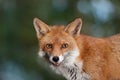 Portrait of a Red fox Vulpes vulpes Royalty Free Stock Photo