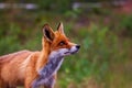 Portrait of a red fox (Vulpes vulpes in summer