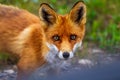 Portrait of a red fox (Vulpes vulpes in summer