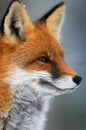 Portrait of Red fox Vulpes vulpes in winter Royalty Free Stock Photo