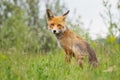 Portrait red fox Vulpes vulpes in the wild Royalty Free Stock Photo