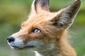 Portrait red fox Vulpes vulpes in the wild Royalty Free Stock Photo