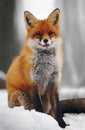 Portrait of Red fox Vulpes vulpes in winter Royalty Free Stock Photo