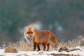 Portrait of a red fox Vulpes vulpes Royalty Free Stock Photo