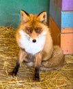 Portrait of a red fox in a zoo Royalty Free Stock Photo